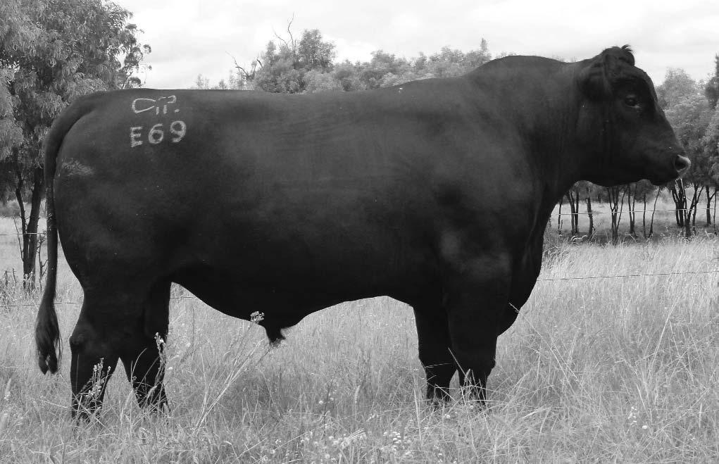 Enticer E66 is a power bull with extra neck extension and vigor. His progeny are well made and exhibit all the desirable qualities of their sire. 9 sons sell.