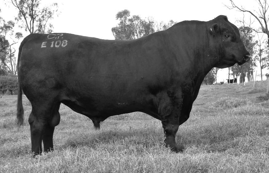 REFERENCE JOINING SIRES RAFF EXPLOSIVE E108 21/04/2009 RAFF EXPLOSIVE E108 is one of only a handful of Connealy Danny Boy sons in Australia.
