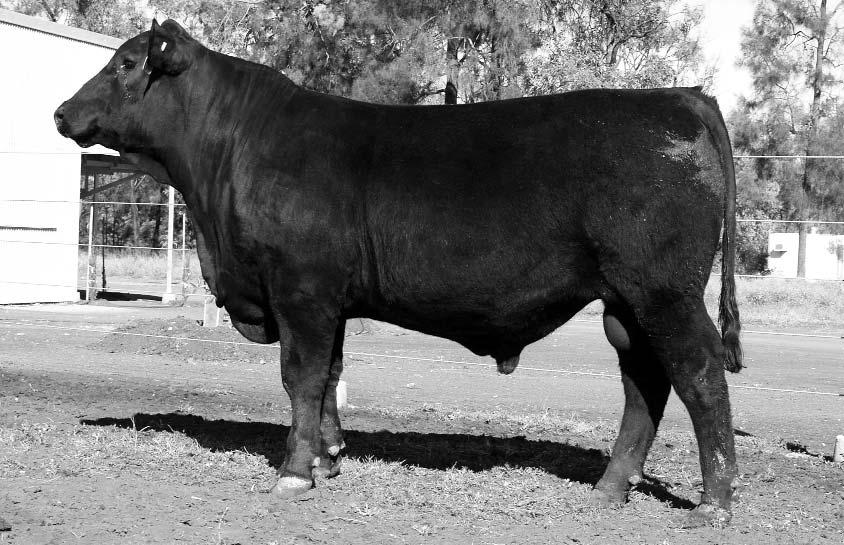 REFERENCE JOINING SIRES RAFF DANNY BOY D207 19/07/2008 RAFF DANNY BOY D207 was the $18,000 second high selling bull in our 2009 sale purchased by Steve Hayward & Kelly Smith and Paul Weir where he is