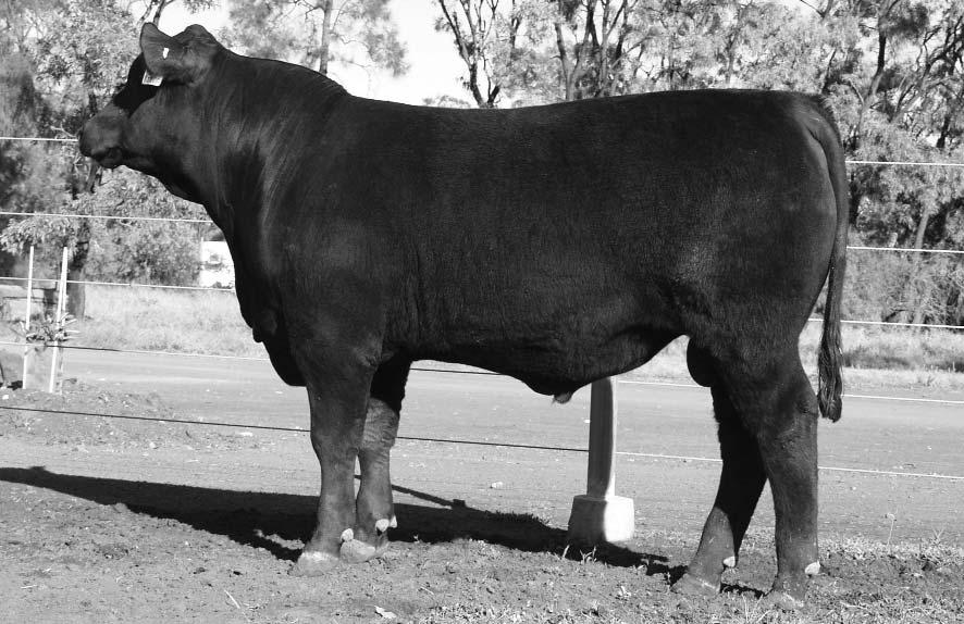 Like Raff Distinction D197, Danny Boy D207 has massive volume, extreme length and thickness with great structure - he is a real power bull with substance and capacity.