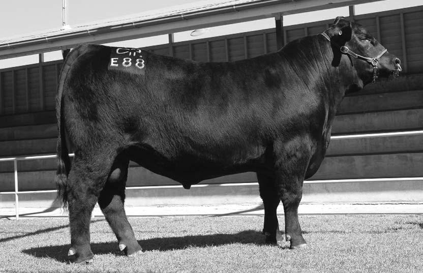 RAFF DANNY BOY D210 24/07/2008 RAFF DANNY BOY D210 is a flush brother to Distinction D197, Defender D218 and Danny Boy D207 and was the highest selling bull of the flush purchased by Keelendi Angus