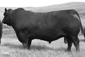 His progeny consistently sell for an $8,000 plus average and at the 2011 Sydney Royal both the Senior and Junior Champion Angus bulls were both Appeal sons.
