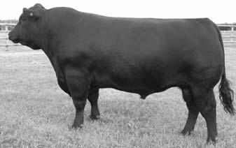 One son that sells as lot 3 was the Reserve Senior Champion at both Rockhampton Beef and Brisbane Royal Shows this year with his second son an incredible performance bull at lot 10. 2 sons sell.