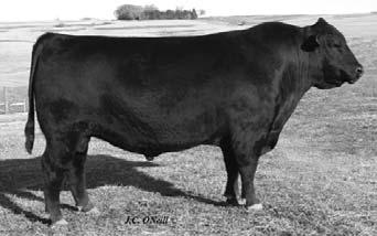 His daughters are some of our best breeding cows. Limited Edition progeny never date. 3 sons sell.