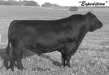 ONEILLS ROYAL EDGE K337 07/03/2007 ONEILLS ROYAL EDGE K337 is described by his breeder Jim ONeill as "One of the most powerful 3 year old Angus bulls you will find anywhere.
