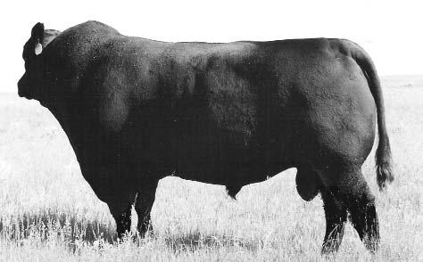 REFERENCE JOINING SIRES HOFF CHARGER 13/02/1995 HOFF CHARGER is a bull we used in our embryo program on the Hoff cows purchased at South Dakota in 2006.
