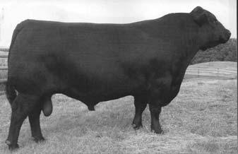 DMM POSI-TRACTION 57P 03/01/2004 DMM POSI-TRACTION 57P is a maternal brother to our Canadian semen sire DMM Shift 78S who we have used extensively over recent years.