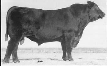 Like all DMM cattle he had exceptional thickness and volume with good maternal traits. 1 son sells.