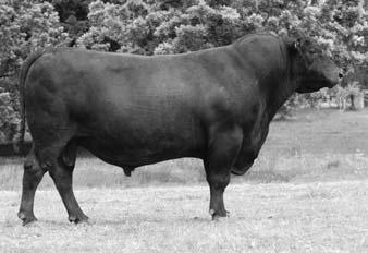 He is the sire of Raff X- Factor X3 and Raff Xquisite X167 who have been successful sires for us. 1 son sells.
