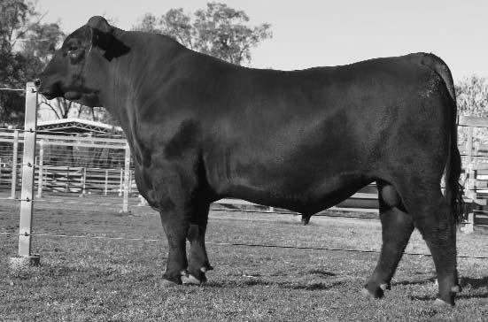 8 2 Lot 1 Raff Encore is an extremely docile, heavy weighing and easy fleshing proven sire who sells only because we have used him for the past two seasons and a younger flush brother is being