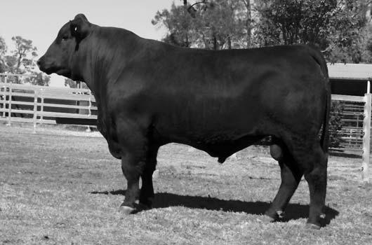 1 2 Lot 4 Fugitive stems from a long line of quality Duchess female's whose closest five grand-dams having all featured as donors in the Raff breeding program to as far back as 1986.