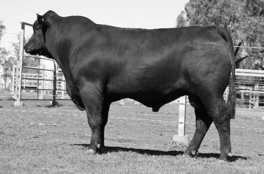 7 2 Lot 10 There are two basic necessities to profitable beef production that this lot will add - weight for age and docility.