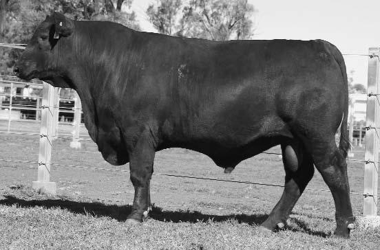 Empire E269. G39 has an excellent foot and leg set with enough softness on a body full of red meat.