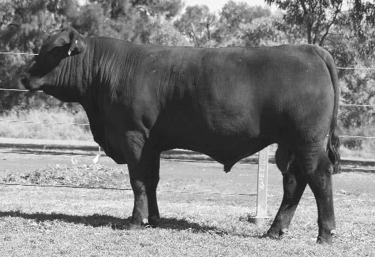 0 2 Lot 18 Another big nutted and tough bull which has embryo brothers selling as lot 14 and 38. His dam, Raff Doris X169, is a full sister to a used sire we exported live to Thailand in 2004.
