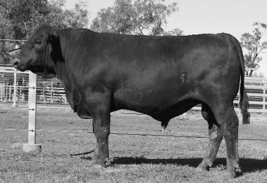 extra width of topline - be sure to look at his raw data as he has every trait covered for profitable beef production.