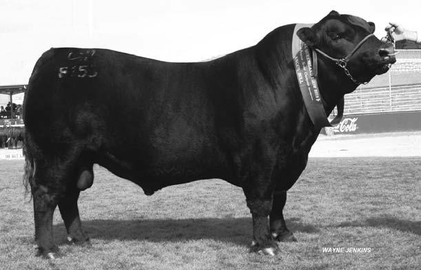 Grand Champion Angus Cow.