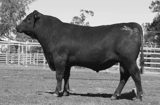 This bull should breed really consistent progeny with some punch.