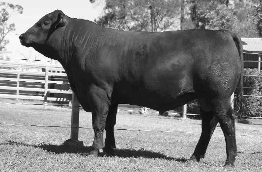 Again the dominant breeding cow Doris H78 is just several cows back maternally.