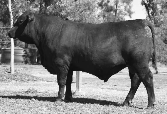 8 2 Lot 47 G90 is a very docile and well-rounded bull that carries more softness than his counterparts proven by his fat scans of 13 & 8 mm on his rump and rib.