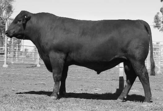 This bull has gained lots of weight recently and now ranks 2nd within his contemporary group of 49 bulls for weight gain with a 1.43kg/day gain.