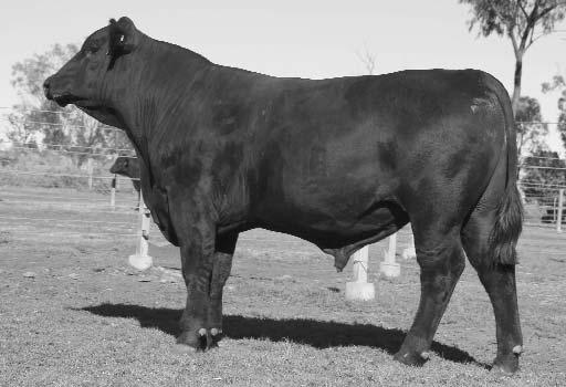 8 2 Lot 55 G105 is a good honest black beef bull that is balanced and square set with enough individual performance and pedigree backing to breed on.