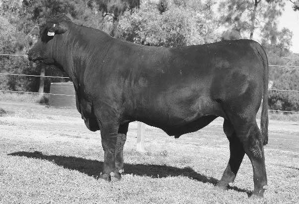0 2 Lot 59 Defender G120 is a quality bull with good substance, bone and presence. His real whole of life weight gain has been big averaging 1.40kg/day.