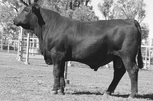 8 2 Lot 82 Explosive G174 is one of the outstanding bulls offered this year. At just 13 ½ months he weighed 684 kg's with a gain of 1.52kg/day.