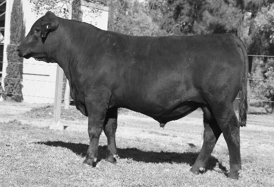 8 2 Lot 106 Raff Explosive G224 is another quality high performance bull that is very similar in weight for age to lot 105 but with 30% more intramuscular fat at scanning.