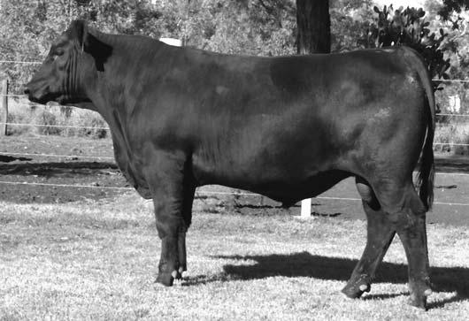 to this year's Brisbane Royal Show Interbreed Champion Cow - Raff Blackbird D349. G271 is a big IMF% scanning bull at 6.