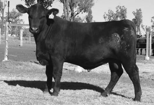 4 2 Lot 135 Raff Dallas G288 is a massive performance sire weighing 610 kilograms at just 12 ½ months when scanned.