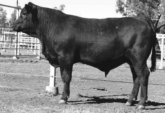 neck extension and mobility. His dam was a flush sister to Australia's highly used AI sire Raff Midland Z204.