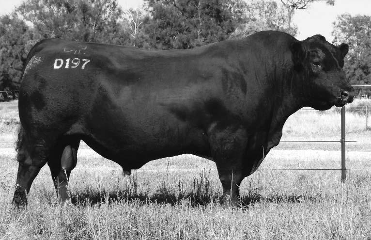 REFERENCE JOINING SIRES RAFF DISTINCTION D197 16/07/2008 RAFF DISTINCTION D197 must be considered one of our better bulls resulting from our USA embryo project.