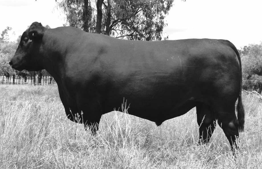 He was an aged bull when we inspected him and was not an extreme bull but one of the soundest and better made bulls with a pedigree full of proven genetics. 4 sons sell.