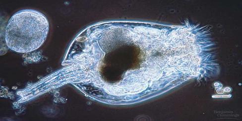 D. Rotifera (rotifers): They inhabit fresh water primarily and have a digestive tract. Some species consist of only and produce more females from unfertilized eggs. This is called.