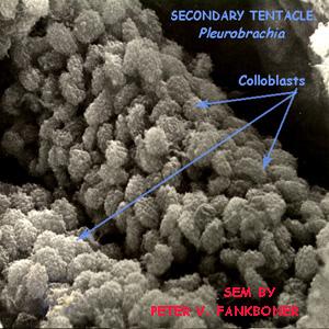 Colloblasts (Morphology) Colloblasts are microscopic, sticky structures used to adhere to the prey of a ctenophore.