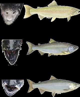 Anadromous Fish Identification Steelhead