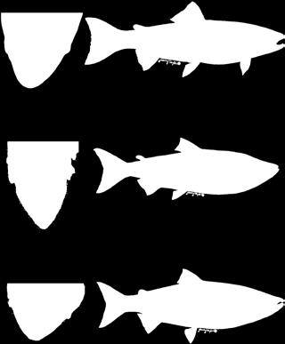 Salmon Base of teeth all black Coho Salmon