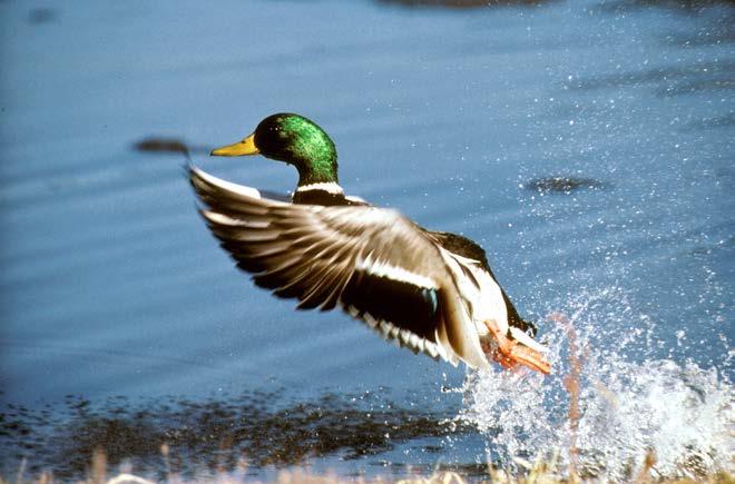 Background Waterfowl hunting season and limits are determined by both state and federal entities