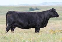 40 Selling Yearling ANGUS Bulls Sires include: Bruin Torque 5 261 Sinclair