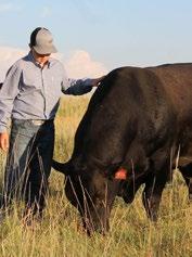 any bull we have ever used he adds body length, improves disposition and he stands on a tremendous foot.