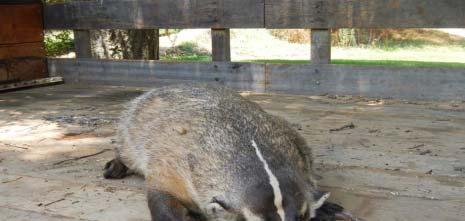 American Badger Widespread in North America Open grasslands, prairies Annual home range=