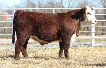 5 849 is the combination of two high selling bulls in past sales. FTF Prime Product 513C was the high seller in our 2016 sale and FTF Revolution 224Z in our 2013 sale.