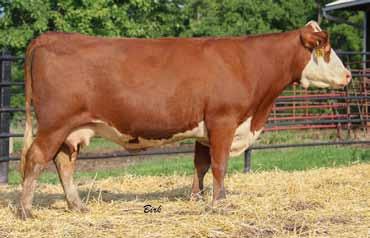 4 860 is very easy on the eyes and would be great in the breeding pasture. His dam, like most of our 369 daughters, is as good as it gets. Great grandmother 874 is still in the herd.