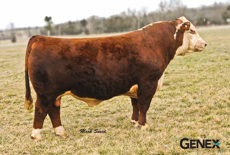 His influence is very dominant throughout this sale offering. Owned with Topp Herefords, Grace City, ND; Genex, Shawano, WI; Shady Oaks Farm, Baton Rouge, LA.