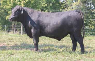 25 CED BW WW YW Milk M&G CEM SC FAT REA Marb $B 7.0 1.1 57 109 29 4.0 1.0 -.026 0.86 0.51 143.1 This bull is the highest quality Angus bull to ever step foot on Falling Timber Farm.