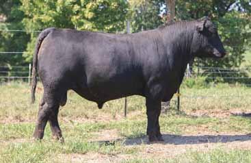 The amount of muscle this bull possesses in a sound, attractive package is really amazing. Retaining ½ semen interest. Top 10% REA, 15% FAT, 20% YW, Milk, 25% $B.