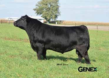 John s experience with the Angus herd provided him the opportunity to acquire the art of cow synchronization and artificial insemination.