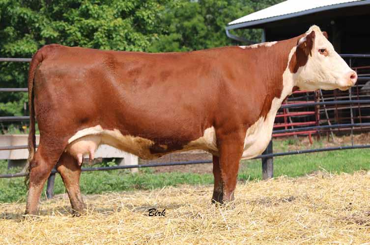 Retaining ½ embryo interest. Heifer calf, FTF Primetime Miss 901G, born 1/7/19, 70 lb bw, sired by Prime Product at side.