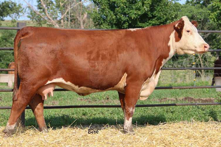 She has a son working in the herd of Thomas Coleman, New Boston, TX and has a son selling as Lot 12. She is the granddam of Lot 2, FTF Testimony 828F. Retaining ½ embryo interest.