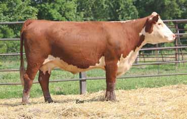 Retaining ½ embryo interest in the calf, FTF Ms Frontier 909G. LOT 44 FTF WHATS COOKIN?